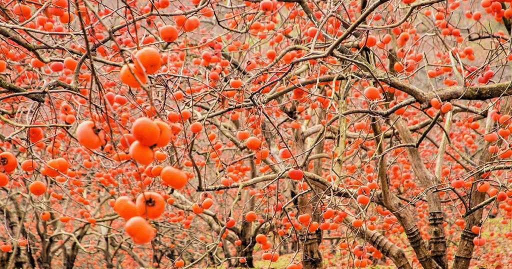 How To Grow Persimmon Tree From Seed