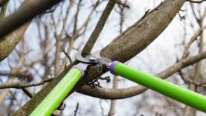 can tree branches grow back