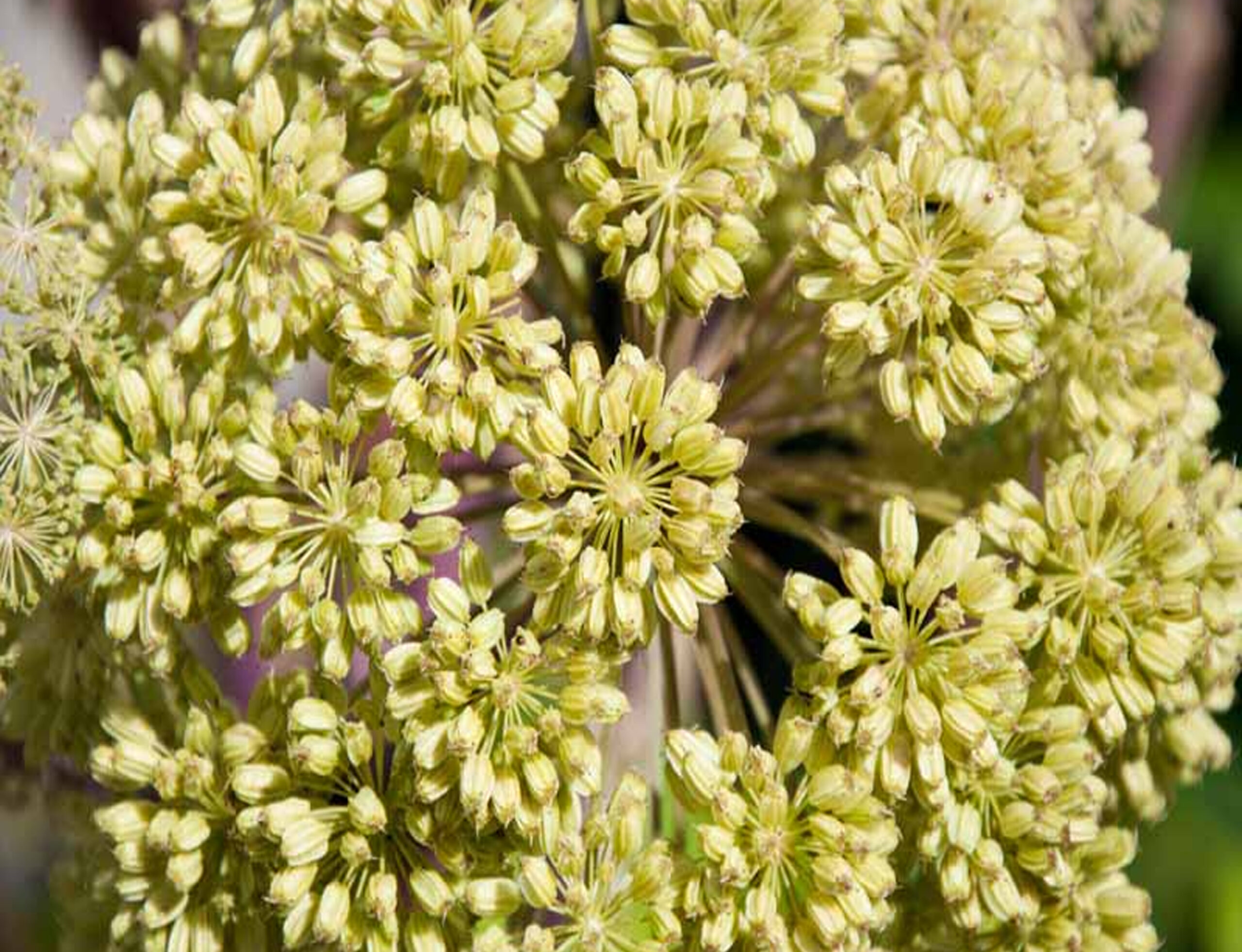 Angelica seeds